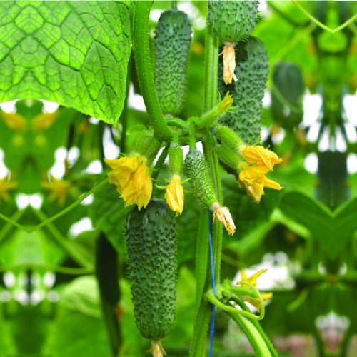 Огурец Арена F1 (1000 с)