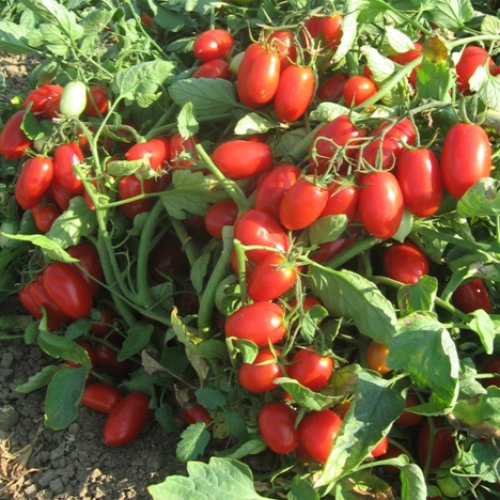 Томат Брисколино F1 (5000 с)