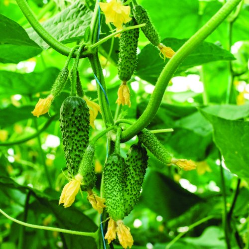 Огурец Арап F1 (1000 с)